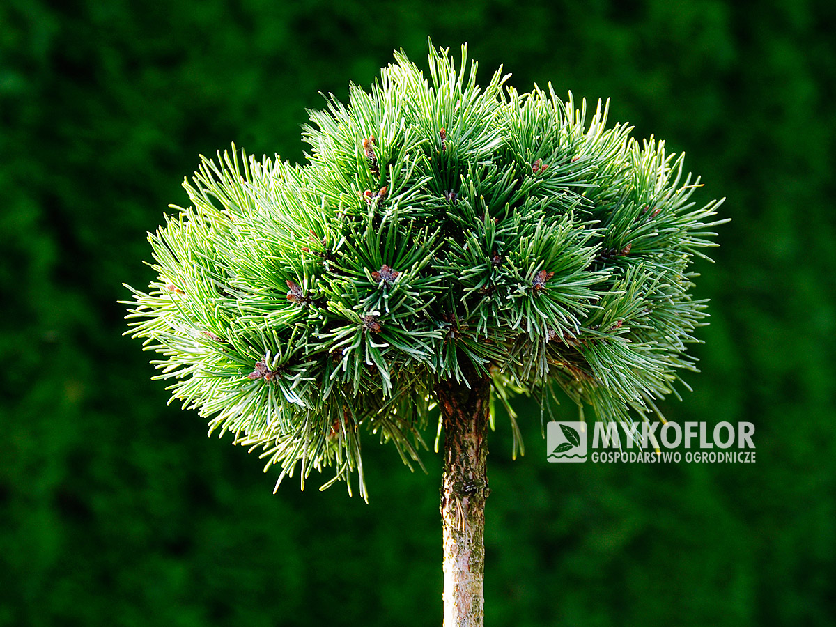 Pinus mugo subsp. uncinata Kát’a – roślina zaszczepiona na pniu